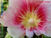 Bild zum Eintrag (1138415-177)