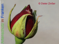 Bild zum Eintrag (1138419-177)