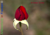 Bild zum Eintrag (1138420-177)