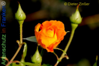 Bild zum Eintrag (1138421-177)