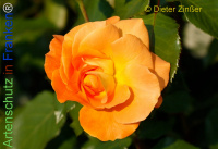 Bild zum Eintrag (1138422-177)