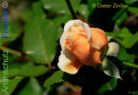 Bild zum Eintrag (1138423-177)