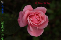 Bild zum Eintrag (1138424-177)