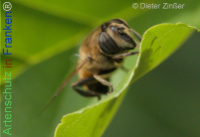 Bild zum Eintrag (1138617-177)