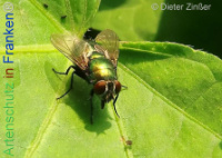 Bild zum Eintrag (1138618-177)