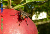 Bild zum Eintrag (1138619-177)