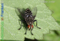 Bild zum Eintrag (1138620-177)