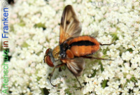 Bild zum Eintrag (1138621-177)