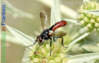 Bild zum Eintrag (1138623-177)