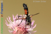 Bild zum Eintrag (1138624-177)