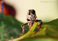 Bild zum Eintrag (1138625-177)