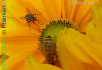 Bild zum Eintrag (1138627-177)