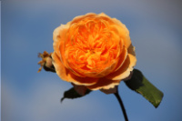 Bild zum Eintrag (1138733-177)