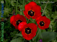 Bild zum Eintrag (1140286-177)