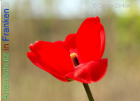 Bild zum Eintrag (1140287-177)