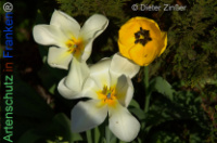 Bild zum Eintrag (1140288-177)