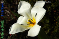 Bild zum Eintrag (1140289-177)