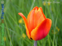 Bild zum Eintrag (1140290-177)