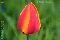 Bild zum Eintrag (1140291-177)