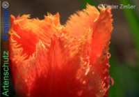 Bild zum Eintrag (1140292-177)