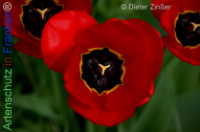 Bild zum Eintrag (1140293-177)