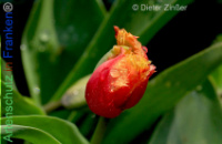 Bild zum Eintrag (1140294-177)