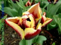 Bild zum Eintrag (1140295-177)