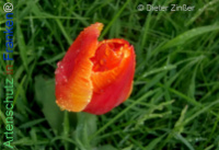 Bild zum Eintrag (1140296-177)