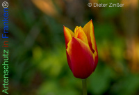 Bild zum Eintrag (1140297-177)