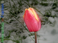 Bild zum Eintrag (1140298-177)