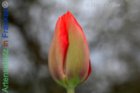 Bild zum Eintrag (1140299-177)