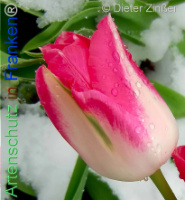 Bild zum Eintrag (1140300-177)