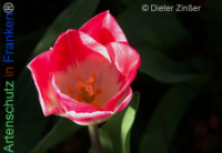 Bild zum Eintrag (1140301-177)