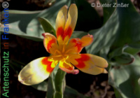 Bild zum Eintrag (1140302-177)