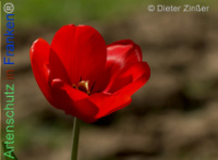 Bild zum Eintrag (1140303-177)