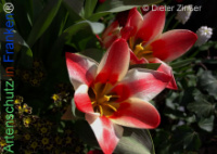 Bild zum Eintrag (1140304-177)