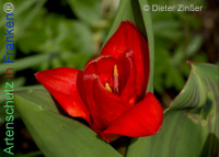 Bild zum Eintrag (1140305-177)