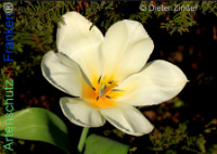 Bild zum Eintrag (1140306-177)