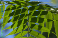 Bild zum Eintrag (1140673-177)