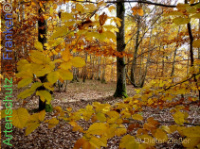 Bild zum Eintrag (1141067-177)