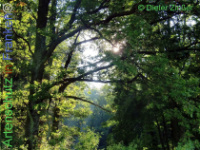 Bild zum Eintrag (1141068-177)