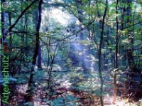 Bild zum Eintrag (1141071-177)