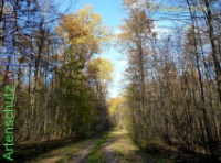 Bild zum Eintrag (1141073-177)
