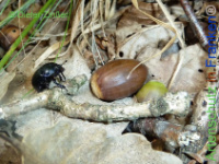 Bild zum Eintrag (1141341-177)