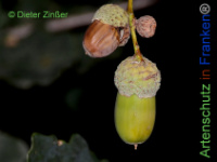 Bild zum Eintrag (1141342-177)