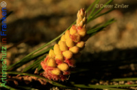 Bild zum Eintrag (1141382-177)