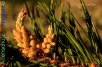 Bild zum Eintrag (1141383-177)