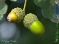 Bild zum Eintrag (1141404-177)