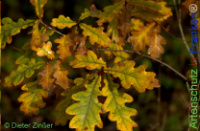 Bild zum Eintrag (1141405-177)