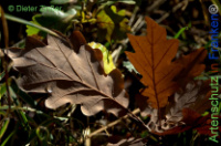 Bild zum Eintrag (1141406-177)